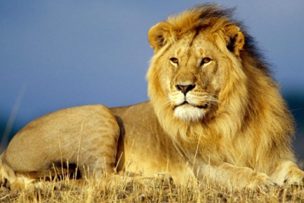 Wildlife Holidays