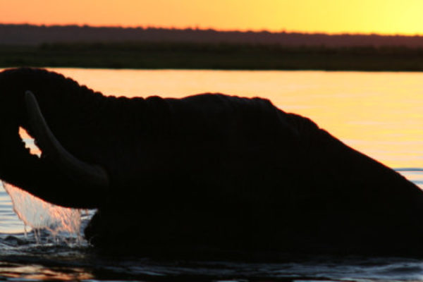 Best Botswana Safaris, Lodges and Tours