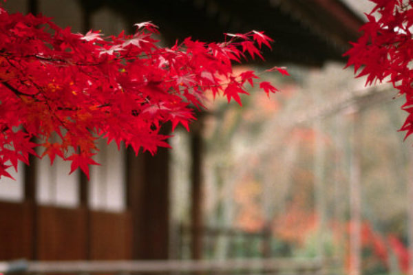 Cheap family vacations in Japan 2016