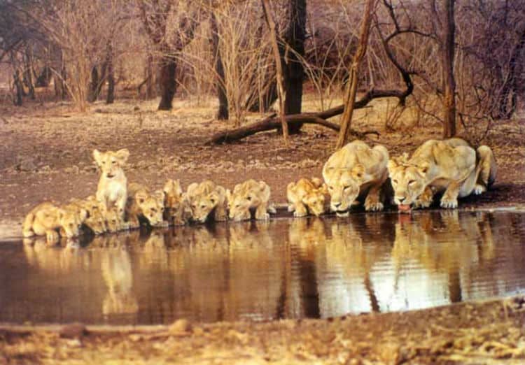 Weekend getaway from Ahmedabad to Gir forest