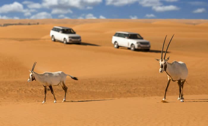 Things to do in Dubai Desert Conservation Reserve