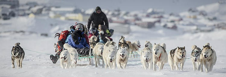 Winter holidays in Greenland involve a lot of dog sledding Cold Greenland Winters and dog sledding