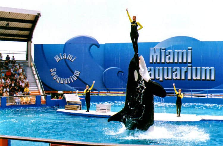 Miami Seaquarium for kids