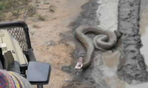 Python Strikes at Jeep Kruger National park