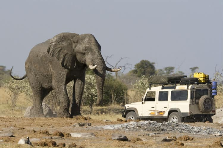 Safari in Botswana