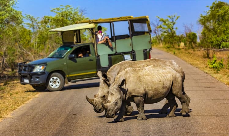 Safari in South Africa