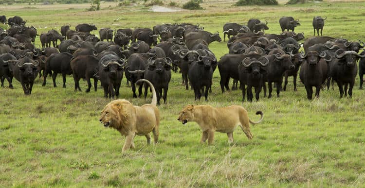 Safari in Zambia
