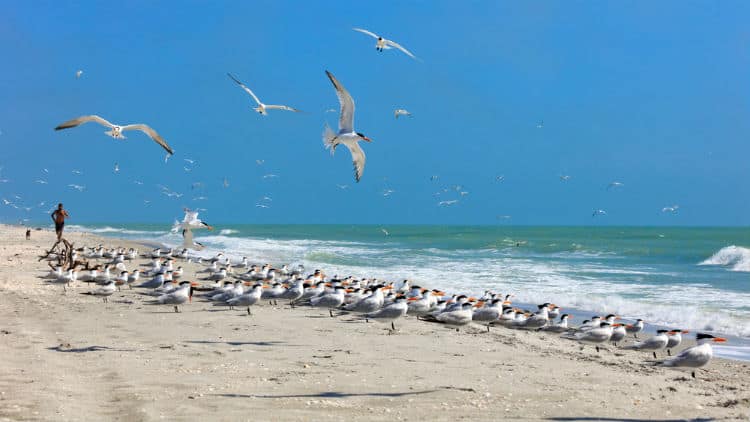 Sanibel Island Beach, Florida