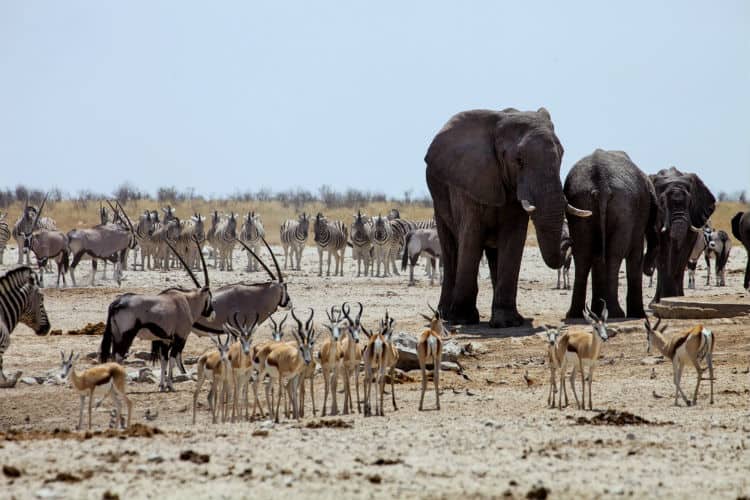 Chobe National Park, Botswana