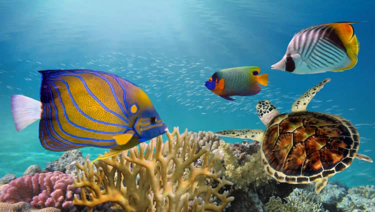 Marine life in Great Barrier Reef