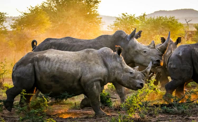 Rhinos in Botswana