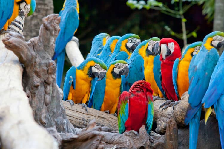 Scarlet Macaw in Costa Rica