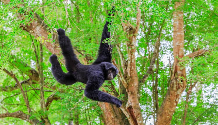 Spider monkey in Belize