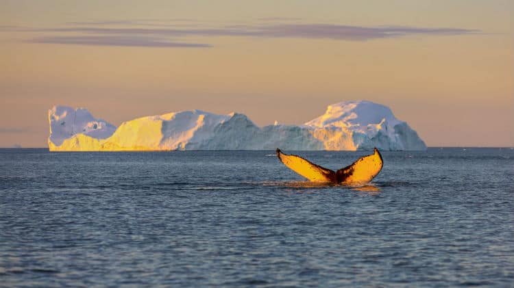 Whales in Greenland