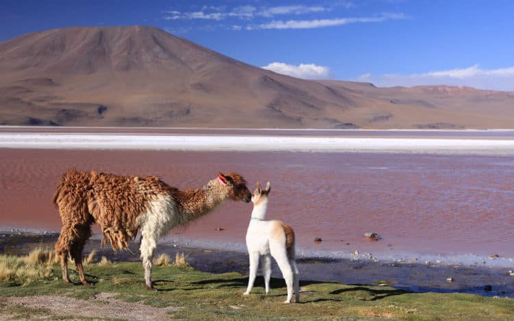 llamas in Bolivia