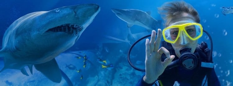 Shark Dive at Melbourne Aquarium