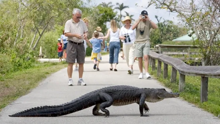 Dyrelivet i Everglades