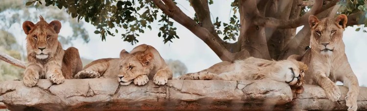 Animals at Werribee Zoo