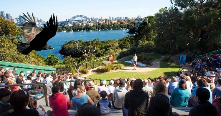 Bird show at Taronga Zoo