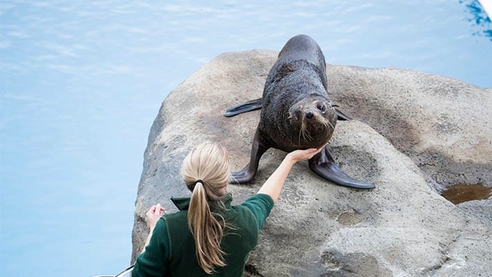 Seal show at Taronga Zoo