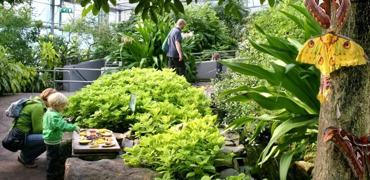 Butterfly Pavilion at Amsterdam Zoo