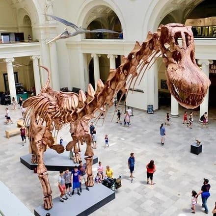 Field Museum's Maximo