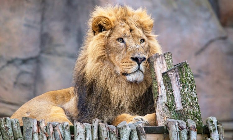 Lion at London Zoo