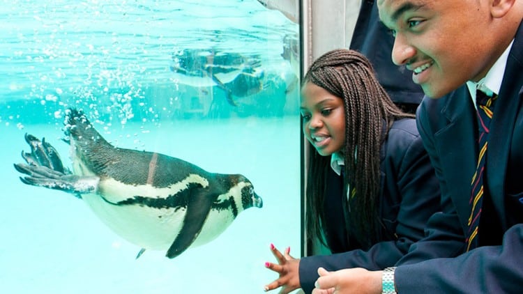 Penguins at London Zoo