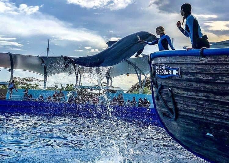 Top Deck Dolphin show at Miami Seaquarium