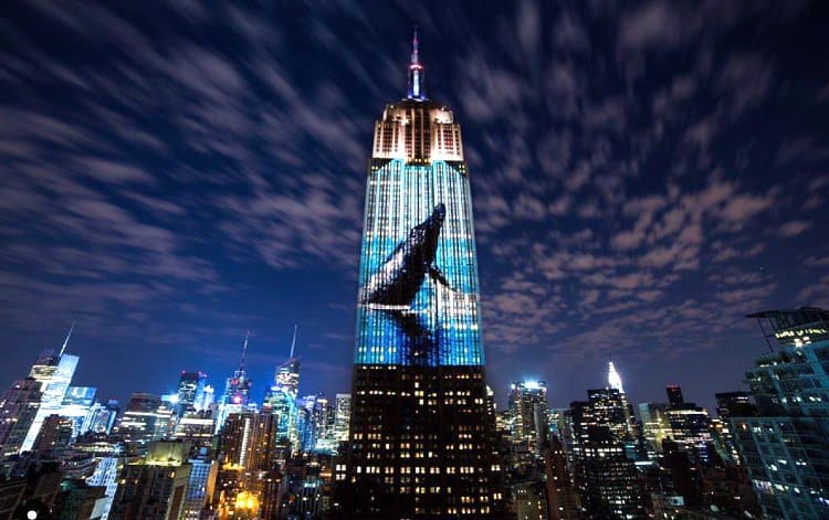 Dolphin on ESB