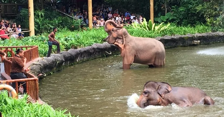 Elephant Presentation at Singapore Zoo