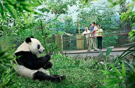 Giant Panda Forest at Singapore River Safari