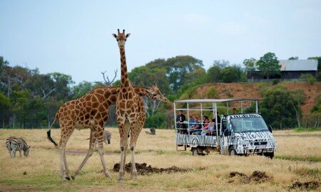 Giraffe at Werribee Zoo