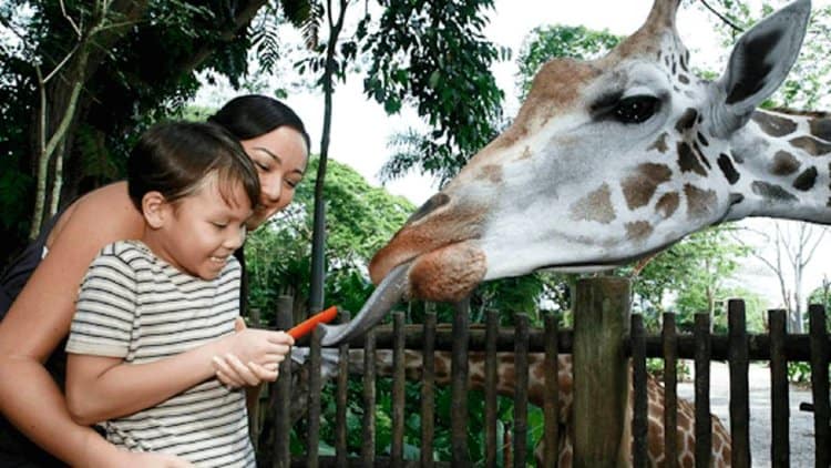 Giraffe feeding at Singapore Zoo