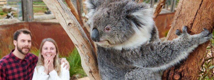 Koalas at Werribee Zoo