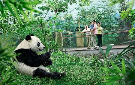 Pandas at Singapore Zoo