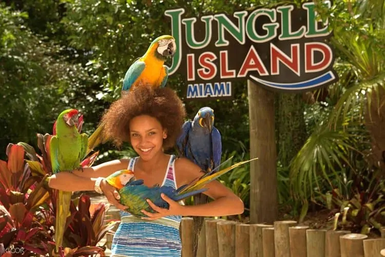 Parrots at Jungle Island Miami