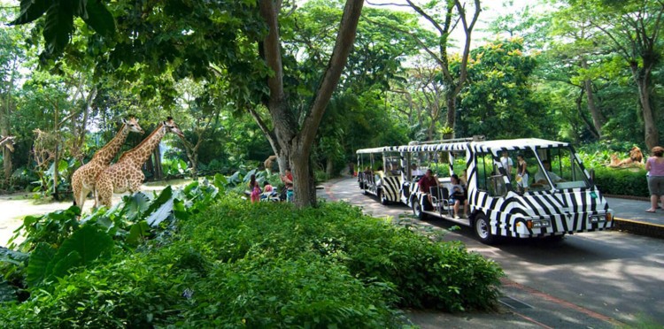 Singapore Zoo tram