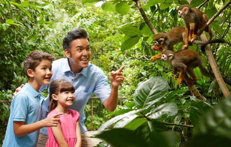 Squirrel Monkey Forest at Singapore River Safari