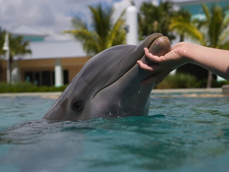 Miami Seaquarium Dolphin Odyssey