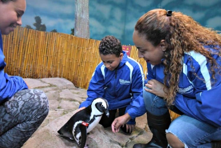 Miami Seaquarium Meet the Penguin