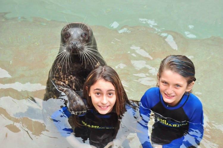 Miami Seaquarium Seal Swim