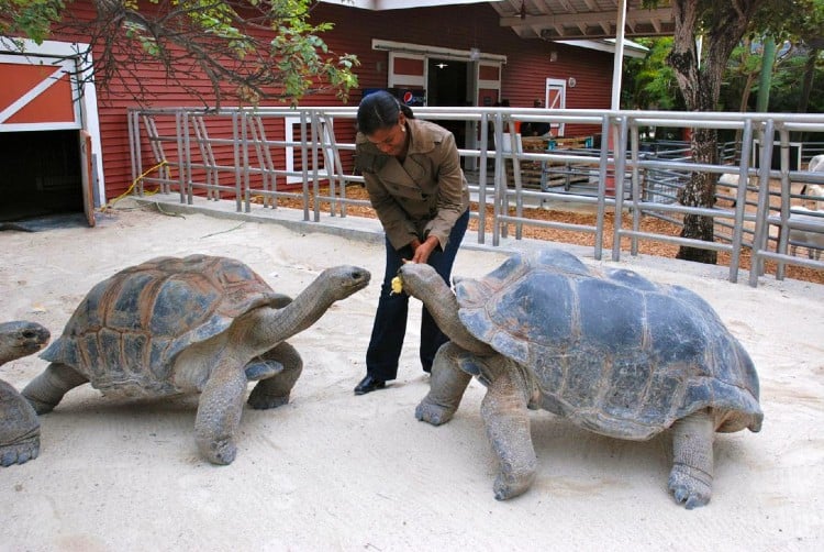 Animals at Jungle Island Miami