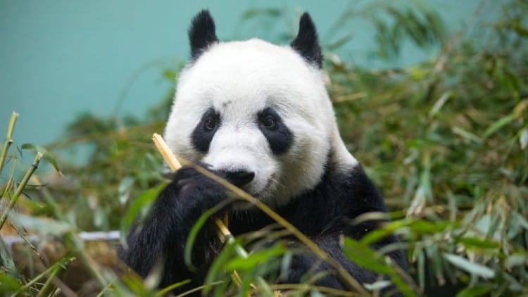 Edinburgh Zoo - tickets, prices, discounts, Giant Pandas, Penguin parade