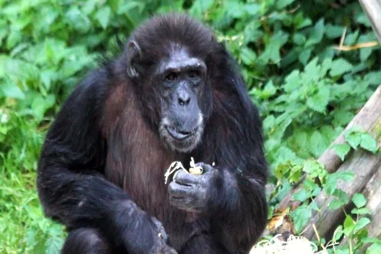 Gorilla at Edinburgh Zoo