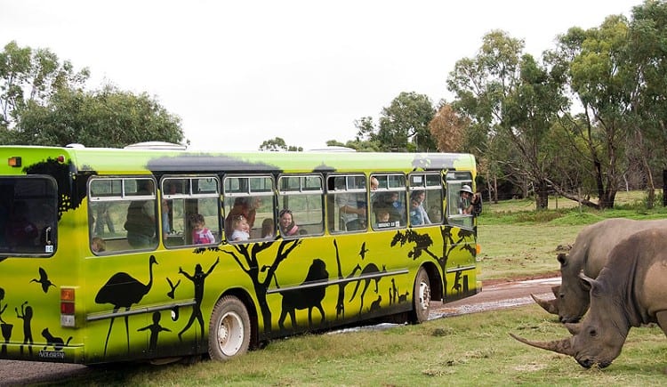 Junior Safari at Werribee Zoo