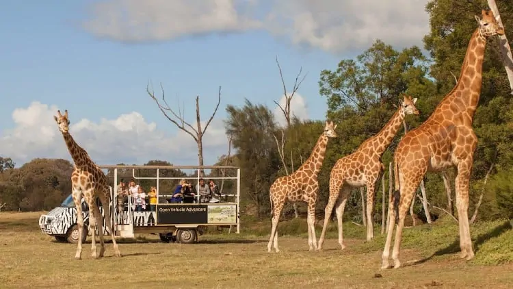 Off Road Werribee Zoo safari