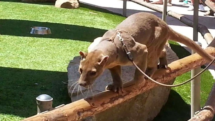 Animal Ambassador Stage at Safari Park