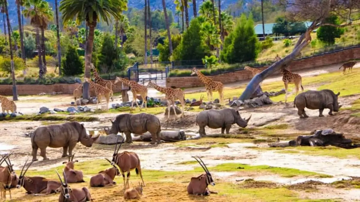 San Diego Safari Park animals and their habitats