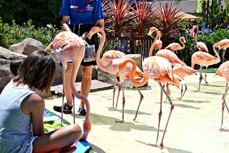 Flamingo Encounter at San Diego Seaworld